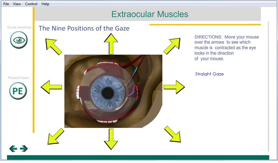 Eye_Muscles_Straight